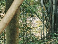 -黄埔油麻山森林公园