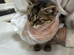 -安安宠医·臻爱宠物医院·宠保定点(营门口路分院)