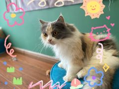 -团子家猫咪猫咖馆·柯基·柯尔鸭