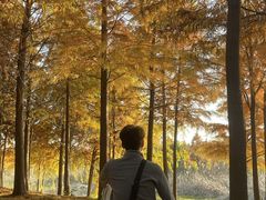 -合肥滨湖国家森林公园