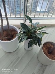 -HEYAN荷妍专业脱毛连锁机构