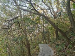 -紫金山山顶公园