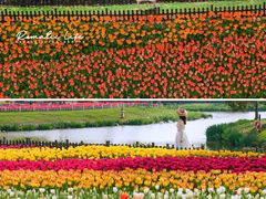 -荷兰花海