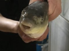 -长顺河豚馆(江洲东路)