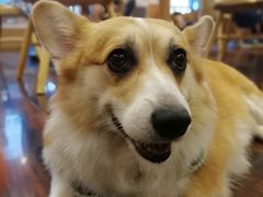-豆柴町-柴犬主题狗咖(红鼎国际C座店)