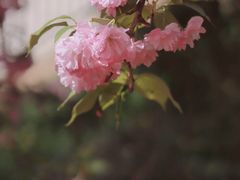 -西安青龙寺遗址景区