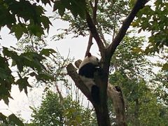 -都江堰中华大熊猫苑
