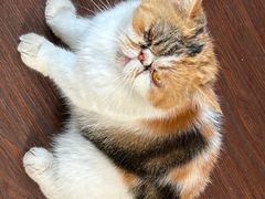 -猫岛主趣味餐厅(鼓浪屿店)