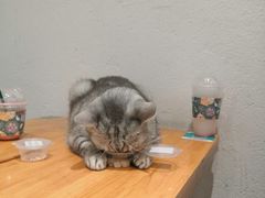 -猫色咖啡·猫咖