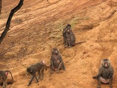 -泉州海丝野生动物世界