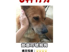 -立德动物医院·异宠·CT·鹦鹉(天河店)