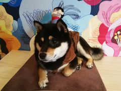 -喜柴咖啡·柴犬狗咖