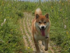 -白草畔自然风景区