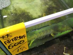 -拉威海鲜市场