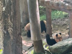 -都江堰中华大熊猫苑