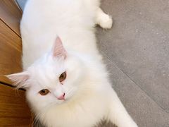 -飞行喵MR PILOT|猫舍·猫咖(静安大融城店)