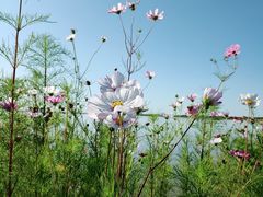 -呼兰河口湿地公园