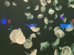 -太平洋海底世界