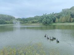 -福建鲤鱼洲酒店