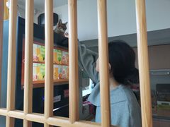 -猫在这儿猫咪咖啡馆·撸猫馆