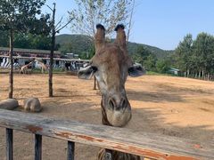 -大连森林动物园