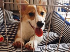 -多乐狗狗宠物训练工作室