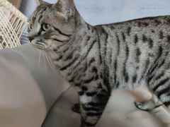 -喵屿·大理花园猫咖