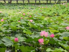 -洪湖生态旅游区