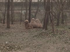 -廊坊市自然公园
