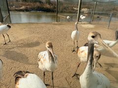 -盐城丹顶鹤湿地生态旅游区