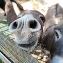 -萌宠亲子动物乐园(槐房万达店)