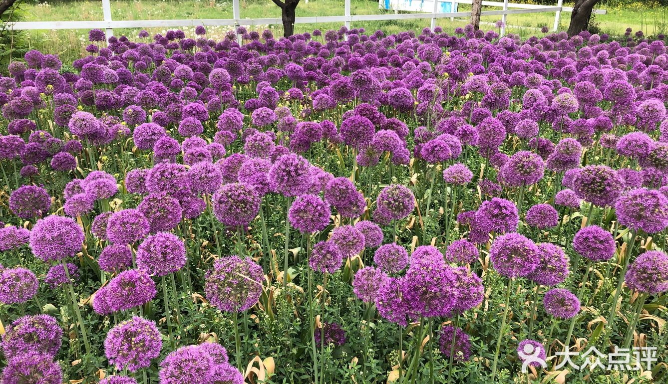 我们今天去那里野餐了，有成片的草地