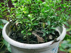 -乐山大佛风景名胜区乌尤寺南门-售票点