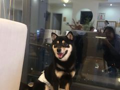 -柴犬小屋·柴餐厅·狗咖食堂(金鼎广场店)