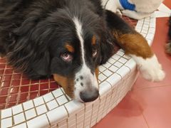 -和它·交个朋友·狗咖猫咖(爱琴海店)