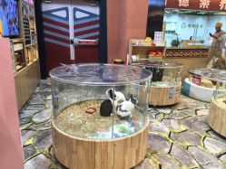 -卡通尼·Safari非洲探索乐园·生日会(金桥国际商业广场店)