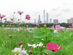 -海珠湖公园
