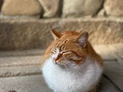 -龙华寺