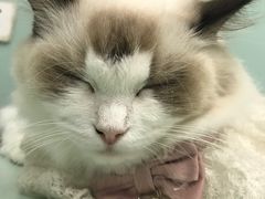 -怪兽屋·羊驼·猫咖·狗咖(俊华广场店)