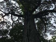 汉柏凌霄-青岛崂山太清宫