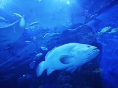 -成都浩海立方海洋公园