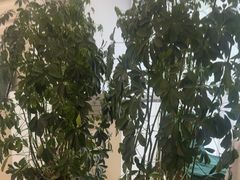 -新疆兵团食府清真(马连道店)