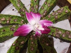 -阿露佳·舌尖上的安吉菜