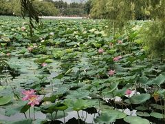 -长春市南湖公园