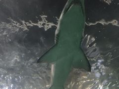 -悉尼海洋生物水族馆