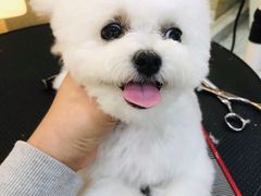 -momokira米努特·德文卷毛猫·棉花面纱犬