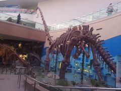 -陕西自然博物馆