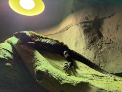 -Zoolung Zoolung动物主题公园(海信广场店)