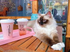 -喵屿·大理花园猫咖