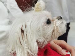 -艾贝尔宠物诊疗